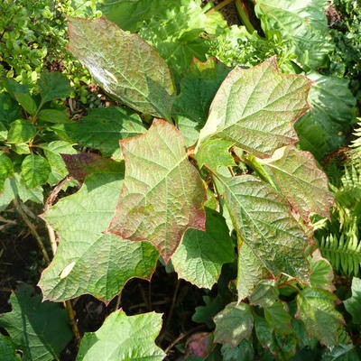 Hydrangea quercifolia 'Amethyst' - 