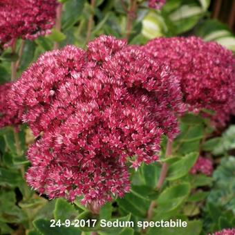 Sedum spectabile