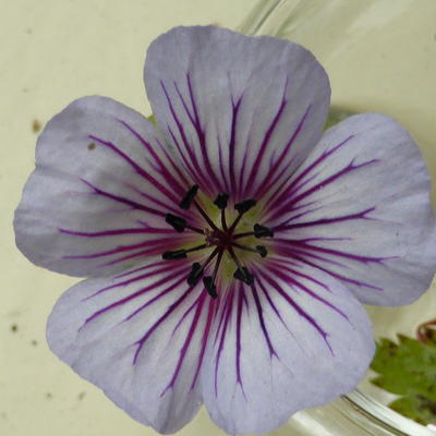 Geranium wallichianum 'Crystal Lake' - 