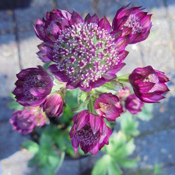 Astrantia major 'Rubra'