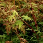 Acer palmatum 'Akane' - 