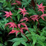 Acer palmatum 'Beni maiko' - 