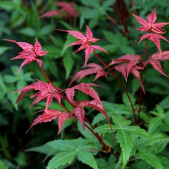 Acer palmatum 'Beni maiko'