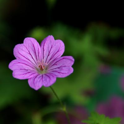 Geranium 'Blushing Turtle' - Geranium 'Blushing Turtle'