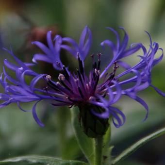 Centaurea montana 'Coerulea'