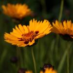 Coreopsis grandiflora 'Rising Sun' - 