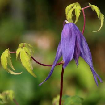 Clematis 'Country Rose'