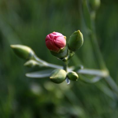 Dianthus plumarius 'Doris' - Dianthus plumarius 'Doris'