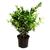 Ligustrum lucidum