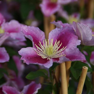 Clematis 'Piilu' - Clematis 'Piilu'