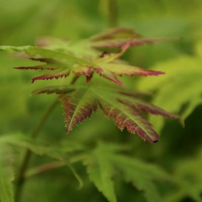 Acer palmatum 'Orange Dream' - Acer palmatum 'Orange Dream'