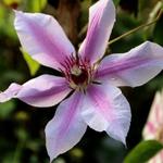 Clematis 'Nelly Moser' - Clematis 'Nelly Moser'