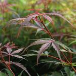 Acer palmatum 'Jerre Schwartz' - 