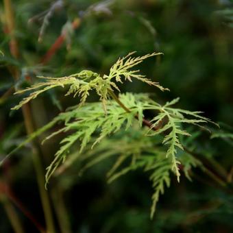 Acer palmatum 'Emerald Lace'