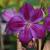 Clematis  'Star of India'