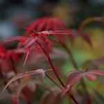 Acer palmatum 'Skeeter's Broom' - 