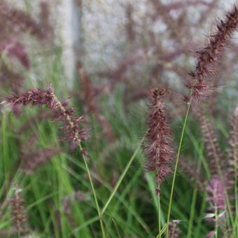 Pennisetum orientale 'Karley Rose'