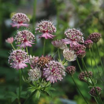 Astrantia major 'Claret'