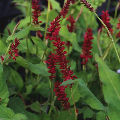 Persicaria amplexicaulis 'Blackfield' - Persicaria amplexicaulis 'Blackfield'