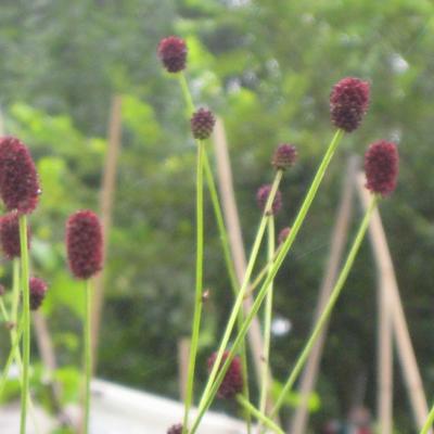 Sanguisorba officinalis - Großer Wiesenknopf