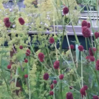 Sanguisorba officinalis