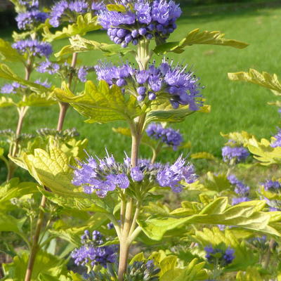 Caryopteris x clandonensis 'Hint of Gold' - 