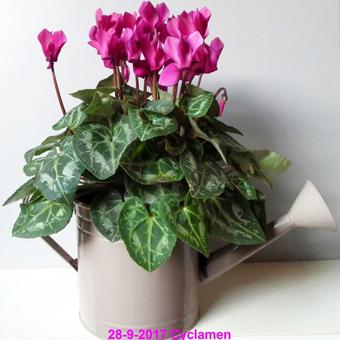 Cyclamen