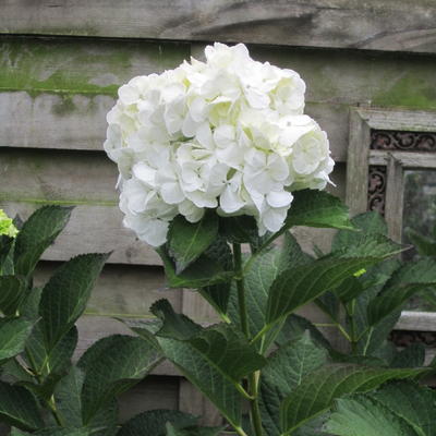 Hydrangea macrophylla 'Mme Emile Mouillère' - Hydrangea macrophylla 'Mme Emile Mouillère'