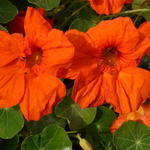 Tropaeolum majus 'Empress of India' - 