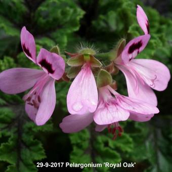 Pelargonium 'Royal Oak'