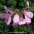 Pelargonium 'Royal Oak'