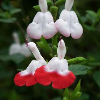 Salvia x jamensis 'Hot Lips'