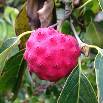 Cornus kousa 'Nicole'