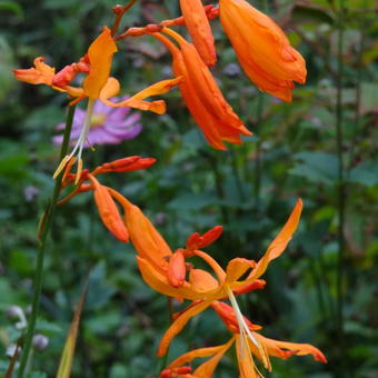 Crocosmia aurea 'Golden Ballerina'