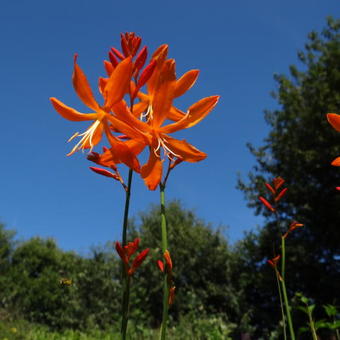 Crocosmia aurea 'Golden Ballerina'