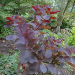 Cotinus 'Grace' - Cotinus 'Grace'