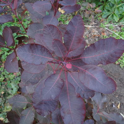 Cotinus 'Grace' - Cotinus 'Grace'