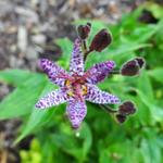 Tricyrtis formosana 'Dark Form'  - Tricyrtis formosana 'Dark Form' 