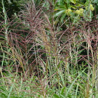 Miscanthus sinensis 'Pünktchen'