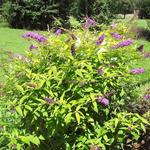 Buddleja davidii 'Moonshine' - 