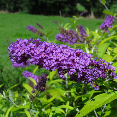 Buddleja davidii 'Moonshine' - 