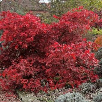 Acer palmatum 'Chitose-yama'