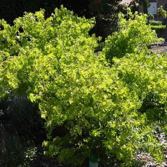 Acer palmatum 'Aoyagi'