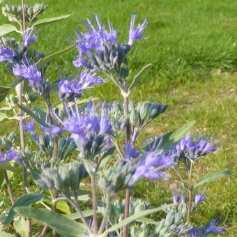 Caryopteris x clandonensis 'Heavenly Blue'