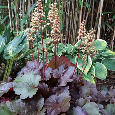 Heuchera LITTLE CUTIE 'Blondie' - Heuchera LITTLE CUTIE 'Blondie'