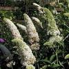 Buddleja davidii 'Marbled White' 