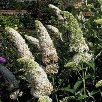 Buddleja davidii 'Marbled White'