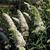 Buddleja davidii 'Marbled White'