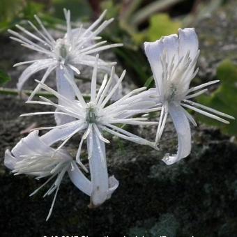 Clematis x  Jouiniana 'Praecox'