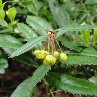 Berberis  julianae